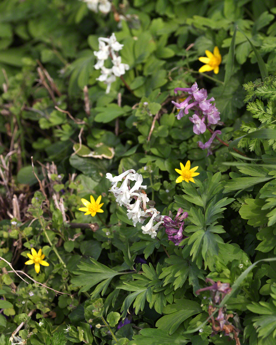 Hohler Lerchensporn